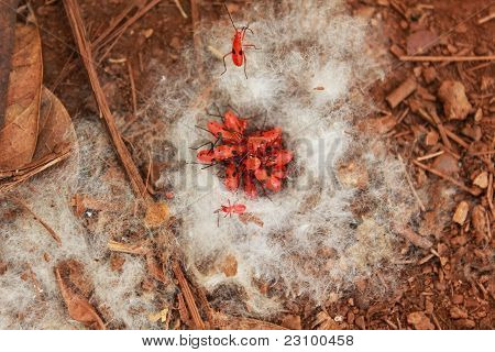 Cotton Bugs