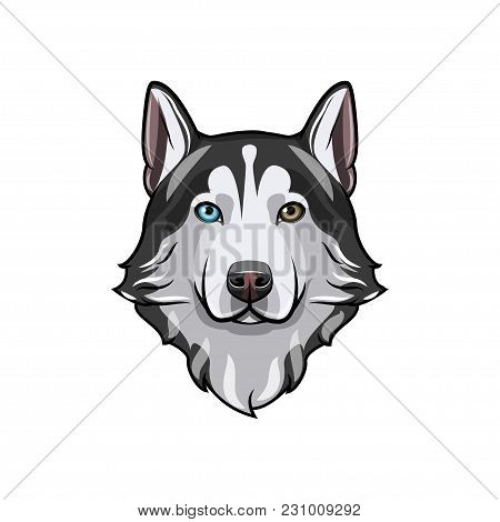 Husky Dog Portrait. Husky Head. Dog Breed. Vector Illustration. Dog With Different Colored Eyes. Sib