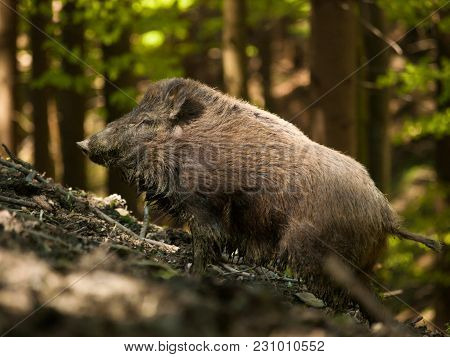 Sus Scrofa Scrofa - Central European Boar In Forest