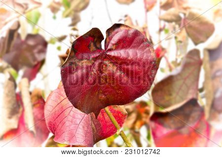 Autumn Leaf Dark Red Still On Branch