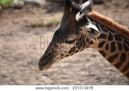 Great Close Up Photo Of A Giraffe's Face