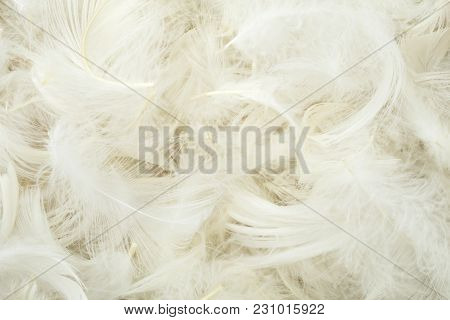 Pile Of The White Feathers Close Up