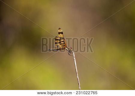 Halloween Pennant Dragonfly Celithemis Eponina