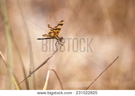 Halloween Pennant Dragonfly Celithemis Eponina