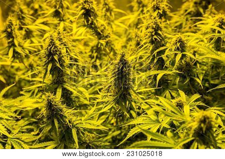 Marijuana Cultivation Indoor Growing Cultivation In Grow Box