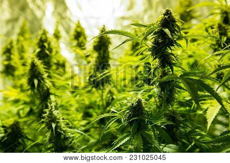 Cannabis Cultivation Indoor Growing Cultivation Close Up In Grow Box