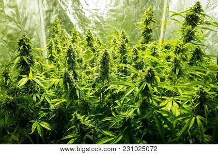 Marijuana Cultivation Indoor Growing Cultivation In Grow Box