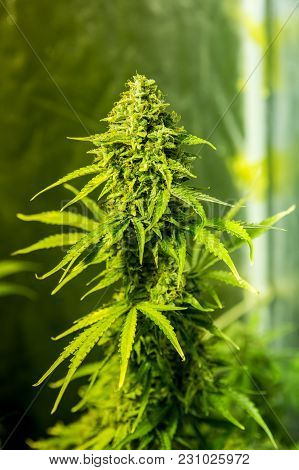 Cannabis Cultivation Indoor Growing Cultivation Close Up In Grow Box