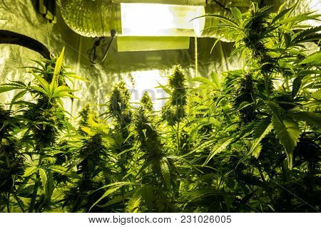 Marijuana Cultivation Indoor Growing Cultivation In Grow Box