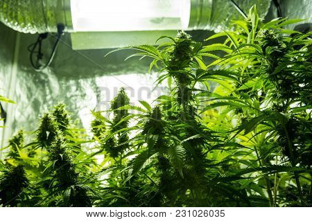 Marijuana Cultivation Indoor Growing Cultivation In Gow Box