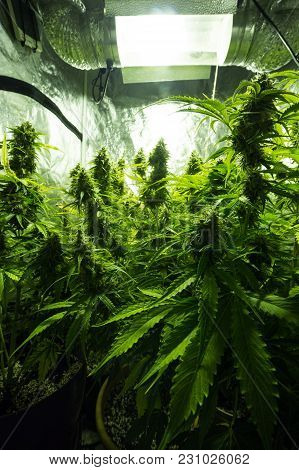 Cannabis Cultivation Indoor Growing Cultivation In Gow Box