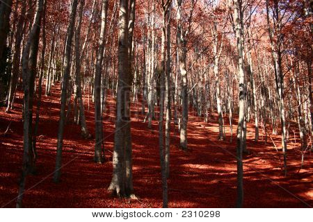 Foglie rosse d'autunnali