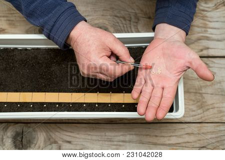 Farmer`s  Hand Holding Tweezers Precisely Planting Seeds For Pepper Seedlings