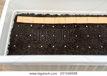 White Pot With Precisely Planted Seeds For Pepper Seedlings