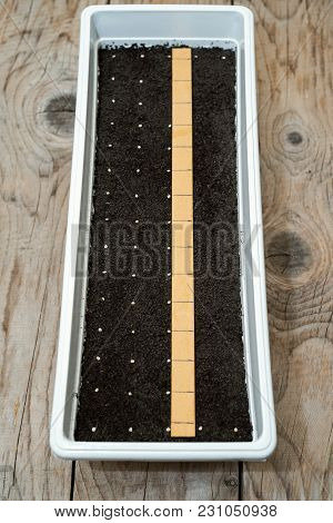 White Pot With Precisely Planted Seeds For Pepper Seedlings