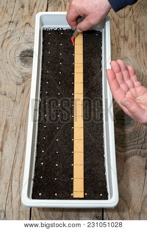 Farmer`s  Hand Holding Tweezers Precisely Planting Seeds For Pepper Seedlings