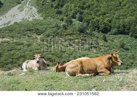 Cows Resting In The Field. Photo Taken In Sousas Valley, Somiedo Nature Reserve. It Is Located In Th