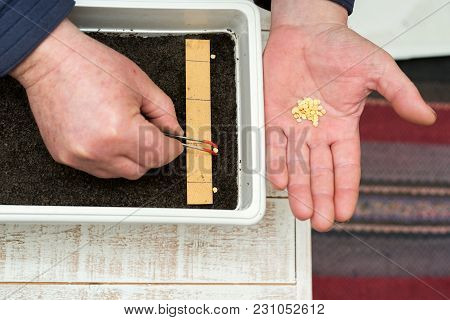 Farmer`s  Hand Holding Tweezers Precisely Planting Seeds For Pepper Seedlings