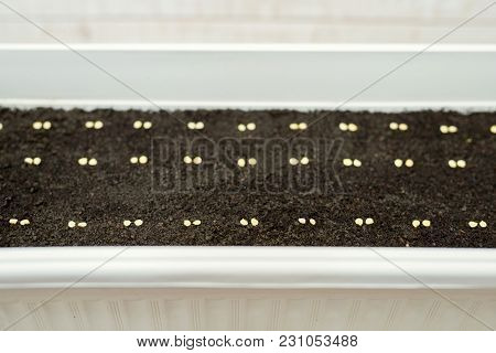 White Pot With Precisely Planted Seeds For Pepper Seedlings