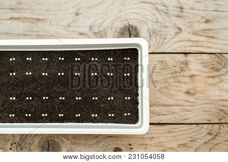 White Pot With Precisely Planted Seeds For Pepper Seedlings