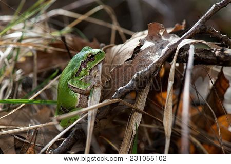 Tree Frog (hyla Arborea) Syn. (rana Arborea), European Tree Frog On The Forest Ground, In Natural En