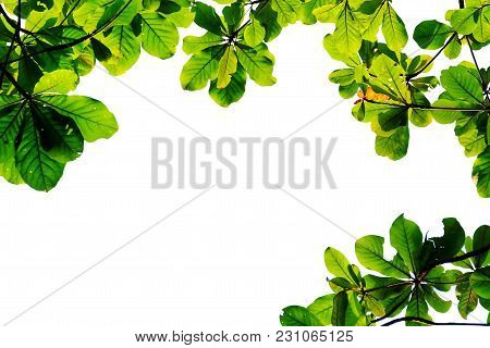 Top View An Indian Almond Tree Leaves With Sun Light And White Isolated Background For Green Foliage