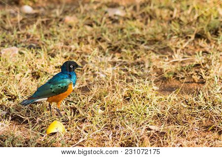 Superb Starling In The Savannah Grassland Of The Amboseli In Kenya