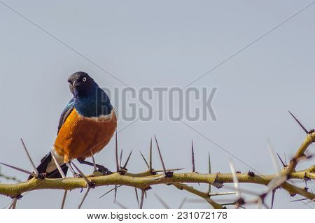 Superb Starling With Naughty Look On A Branch In The Savannah Of The Amboseli In Kenya