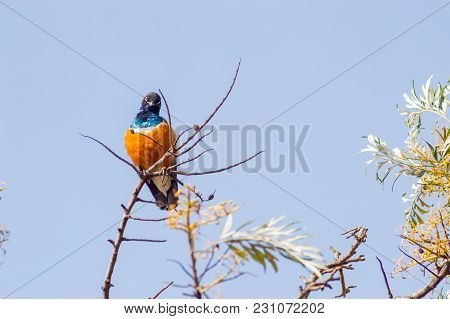 Superb Starling With Naughty Look On A Branch In The Savannah Of The Amboseli In Kenya