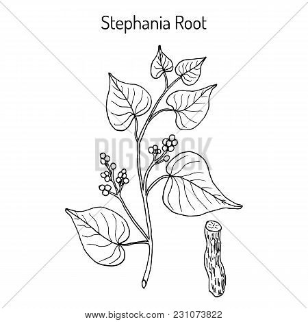 Stephania Tetrandra, Medicinal Plant. Hand Drawn Botanical Vector Illustration