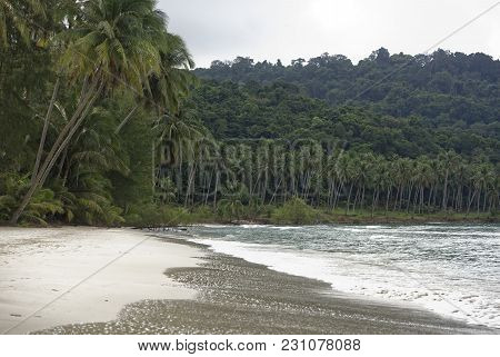 Ko Kut,thailand- February 26,2018: Coconut Palms On The Paradise Coconut Island