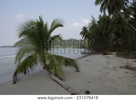 Ko Kut,thailand- February 26,2018: Coconut Palms On The Paradise Coconut Island
