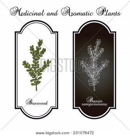 Boxwood Buxus Sempervirens , Or European Box, Medicinal Plant. Hand Drawn Botanical Vector Illustrat