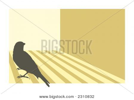 Canary Bird