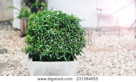 Gerdenia Crape Jasmine Flower In Cement Pot