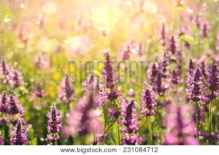 Summer Landscape With Wildflowers At Sunset. Blooming Betonica Officinalis.
