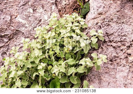 Homeopathic Plant (ballota Acetabulosa) Grows In The Mountains On A Rock In The Spring Day