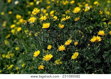Yellow Flowers (chrysanthemum Coronarium) Grow On A Mountain Meadow In A Spring Sunny Day Close-up