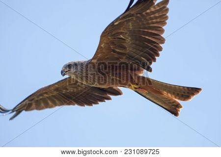 Beautiful Red Kite (milvus Milvus) Bird Of Prey In Flight Feeding On The Wing, Aerial Predator Holdi