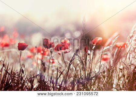 Selective Focus On Poppy Flower, Wild Poppy Flowers In Sring Meadow