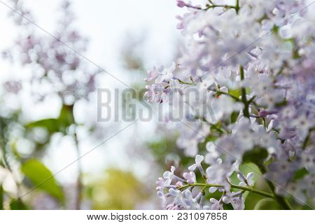 Purple Lilac Flowers Spring Blossom Close Up