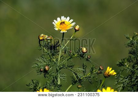 Yellow Flowers (chrysanthemum Coronarium) And The Bee On A Spring Sunny Day Close-up