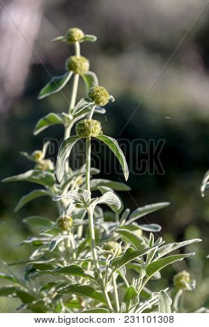 The Plant (phlomis Fruticosa) Grows In The Mountains On A Rock In The Spring Day