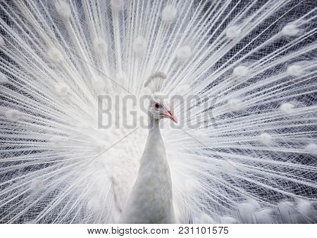 White Peacock Showing Off His Beautiful Tail Fully Opened