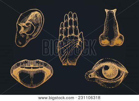 Icons Set Of Five Human Senses In Engraved Style. Vector Illustration Of Sensory Organs.