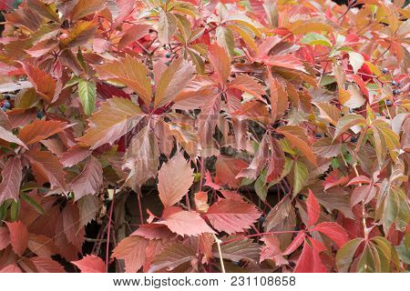 Foliage Of Parthenocissus Quinquefolia In Shades Of Red