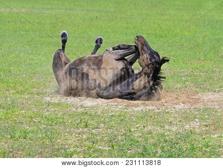 Warmblood Horse Rolling On Back On A Pasture
