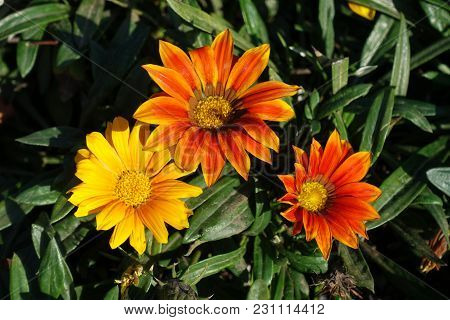 Golden Yellow, Orange And Red Flowers Of Gazania