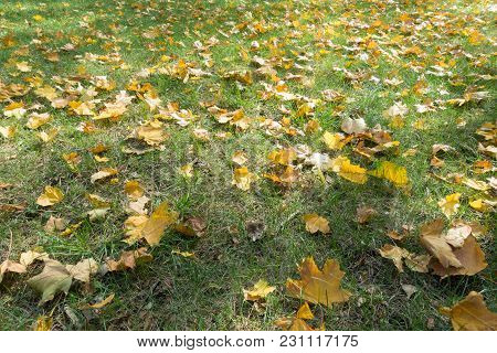 Grassplot Covered With Fallen Leaves Of Maple