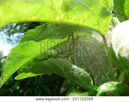 Yponomenta Malinellus  - Apple Pest Moth Caterpillars A Vermin In The Apple Tree